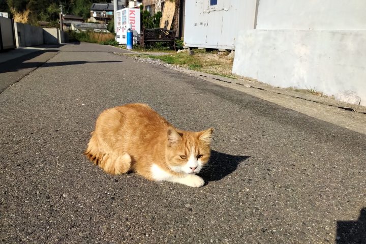 神社 アート そしてネコ 四国 男木島を走ってきた 島ランへgo 7 趣味 スポーツ Melos