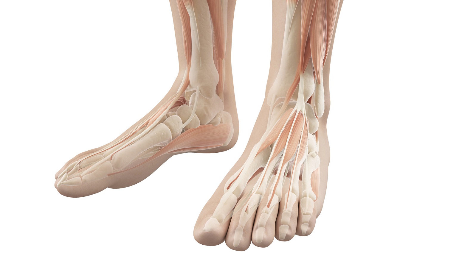 足 の 骨 構造