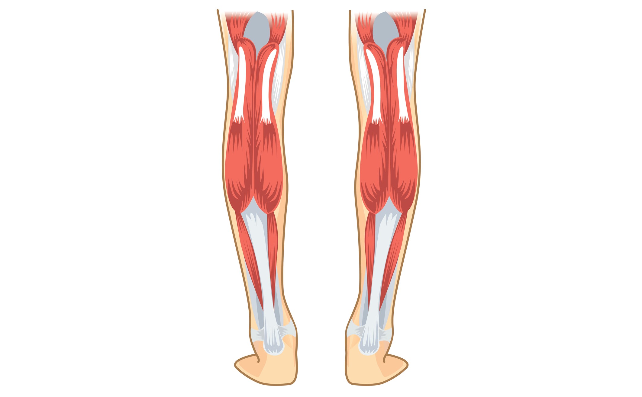 ふくらはぎの筋肉 ヒラメ筋 を鍛えるメリットとは 下腿三頭筋を鍛える筋トレ ストレッチ