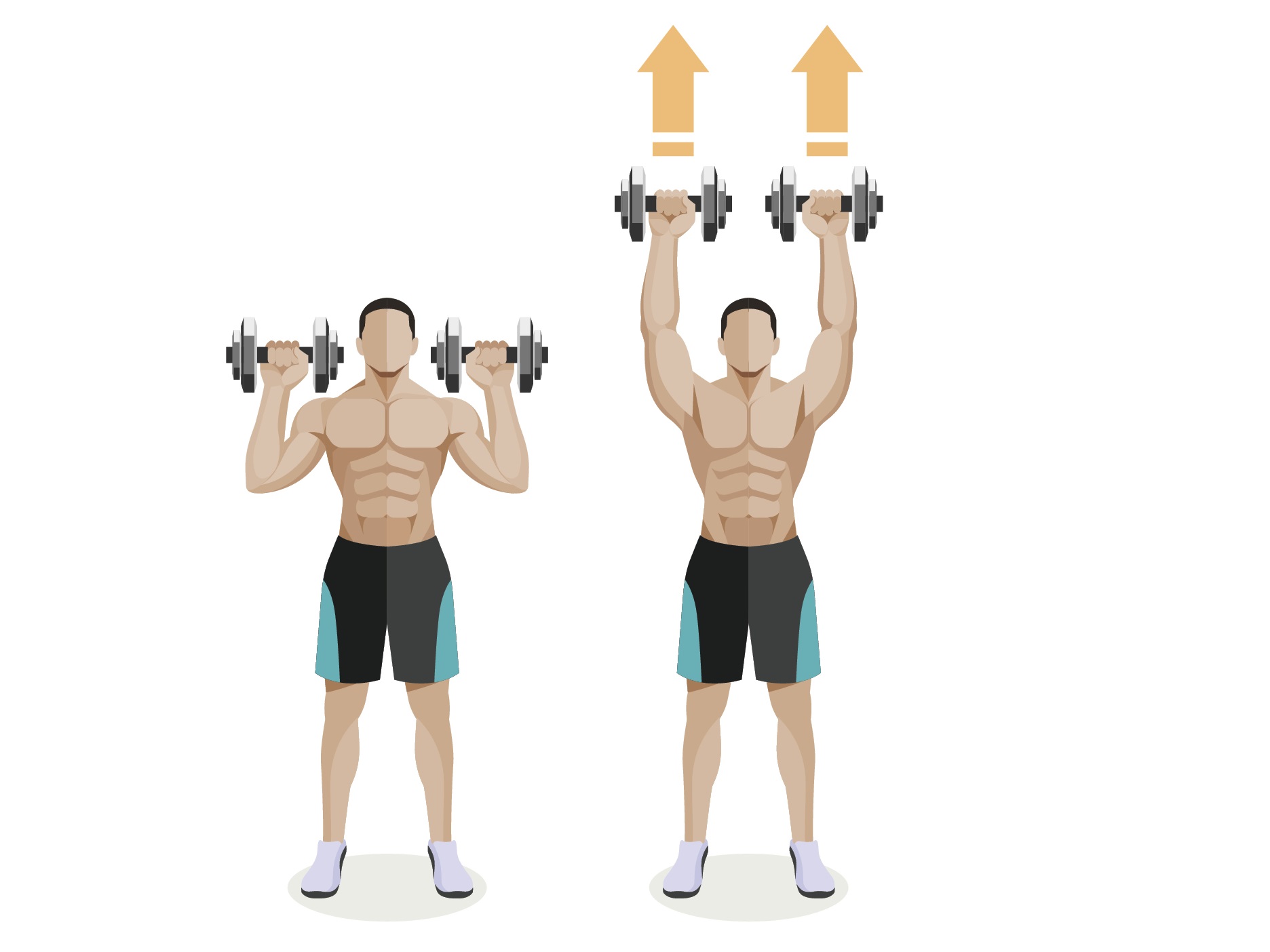 肩の筋肉を鍛える筋トレ 三角筋 前部 中部 後部を大きくするダンベルトレーニング トレーニング スポーツ Melos