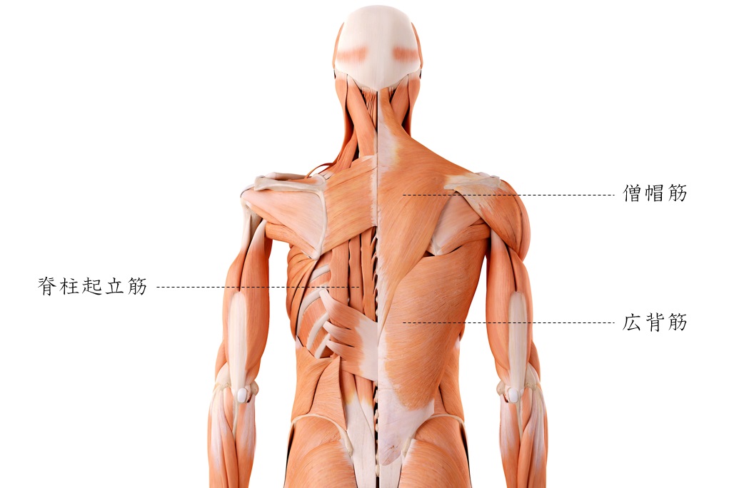 背中の筋肉は 部位別 に鍛えると効果的 広背筋 脊柱起立筋 僧帽筋