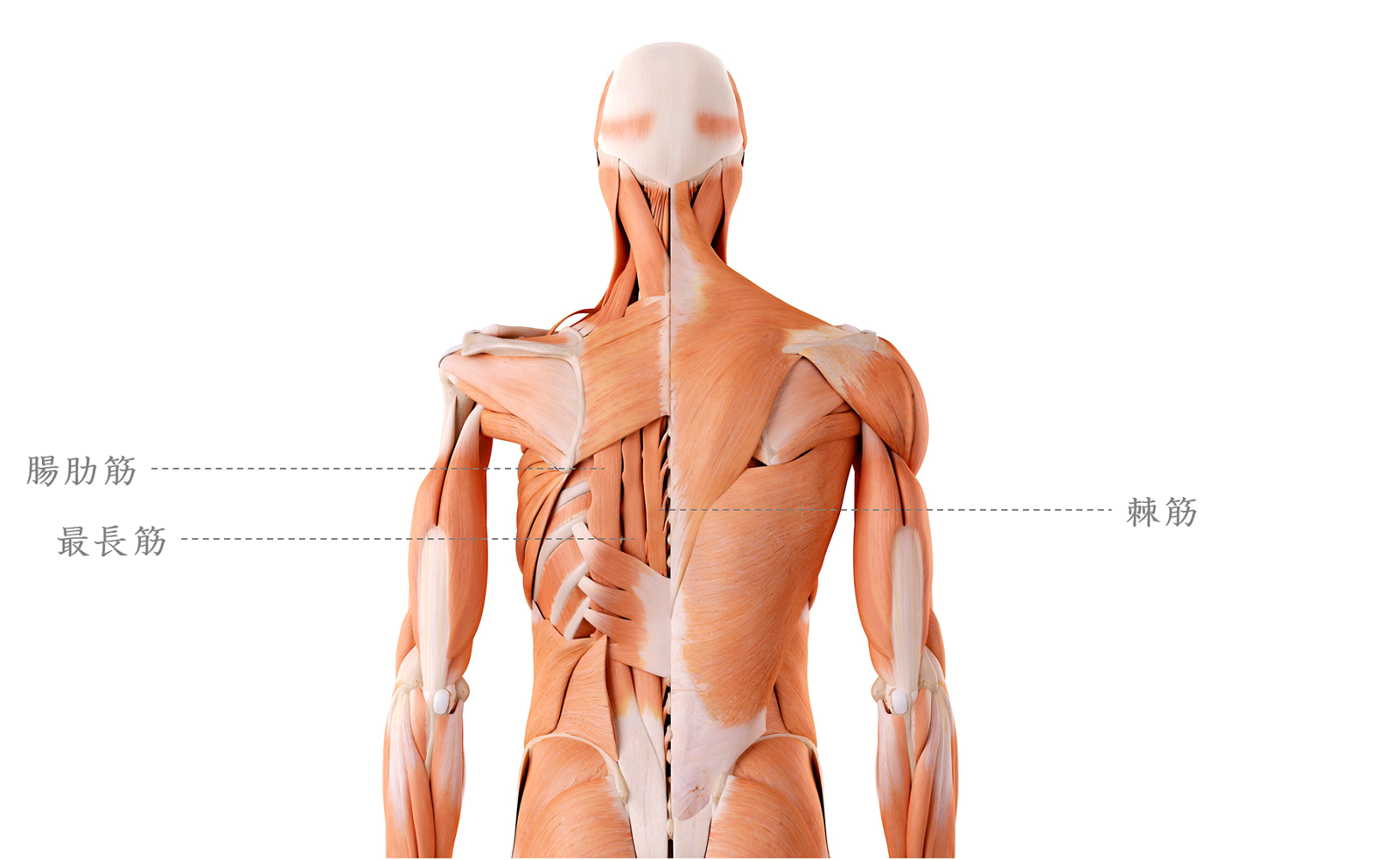 背中の筋肉 脊柱起立筋 腸肋筋 最長筋 棘筋 の鍛え方 おすすめ筋トレメニューと効果を高めるポイント トレーニング スポーツ Melos