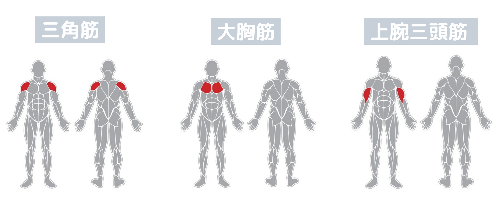 胸の筋肉 大胸筋 の鍛え方 ダンベルを使ったトレーニングメニュー テクノジムが教える自宅筋トレ トレーニング スポーツ Melos