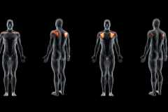 肩関節のインナーマッスル「ローテーターカフ」とは。役割と鍛え方を解説
