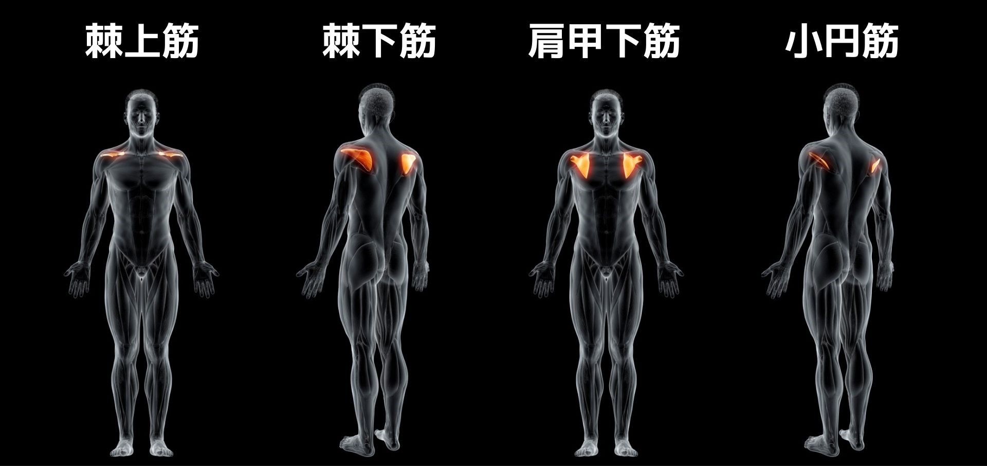 肩関節のインナーマッスル ローテーターカフ とは 役割と鍛え方を解説 トレーニング スポーツ Melos