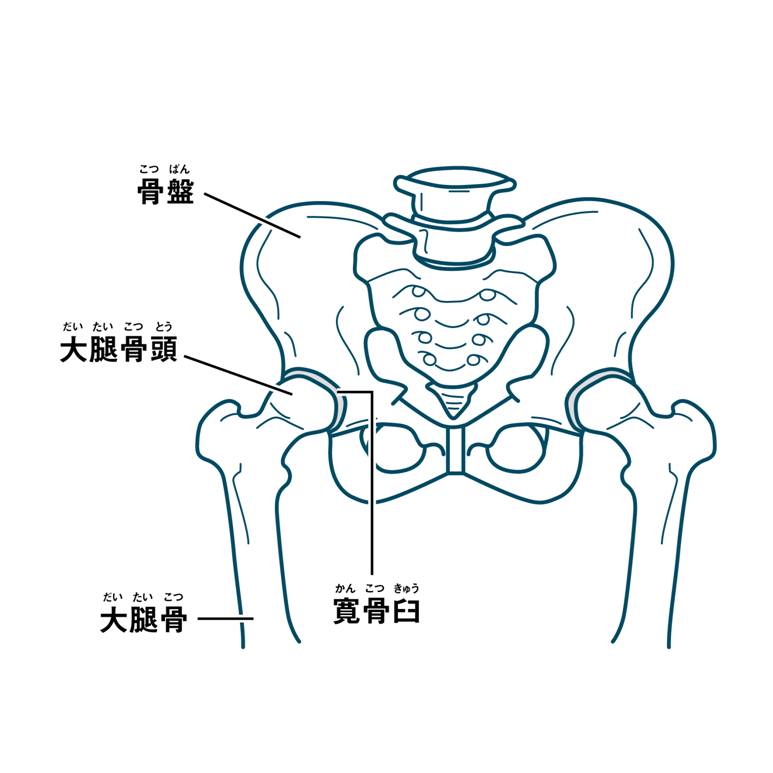 股関節 周り の 筋肉