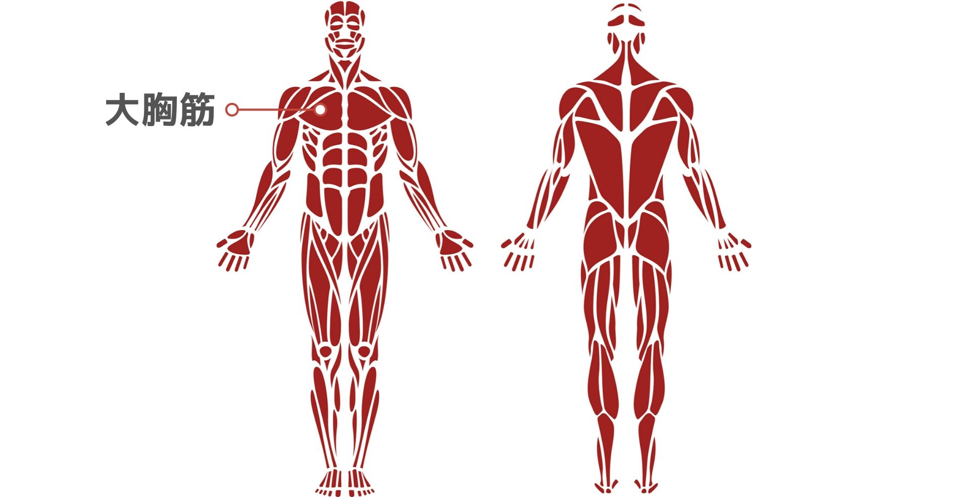 筋トレ初心者向け 上半身 の筋肉解説 大胸筋 三角筋 広背筋 僧帽筋 脊柱起立筋はどこを指す 健康 スポーツ Melos