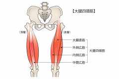 大臀筋、大腿四頭筋、ハムストリングス、下腿三頭筋はどこを指す？筋トレ初心者向け「下半身」の筋肉解説