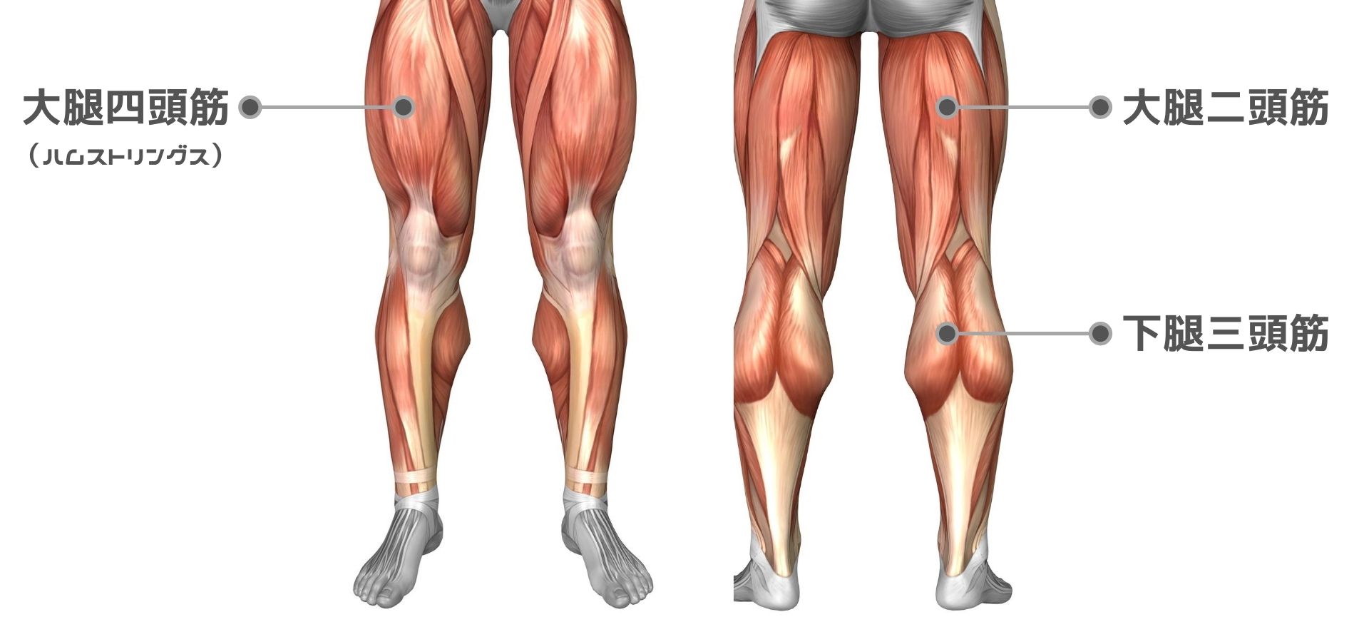 膝の痛みを予防する筋トレ ストレッチ 前もも 裏もも ふくらはぎの筋肉を鍛える 健康 トレーニング スポーツ Melos