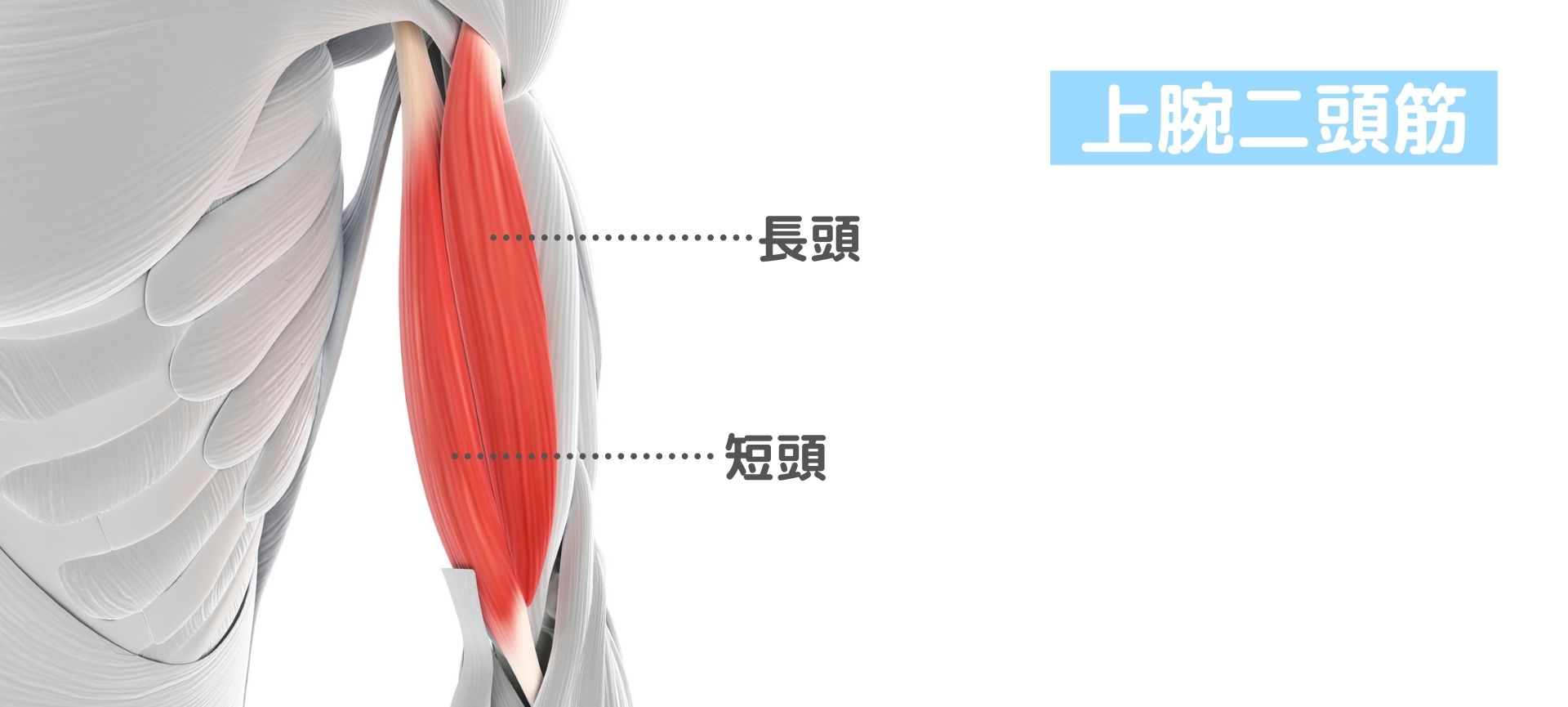 筋トレ初心者向け 腕 インナーマッスル の筋肉解説 上腕二頭筋 上腕三頭筋 腸腰筋 内転筋はどこを指す 健康 スポーツ Melos