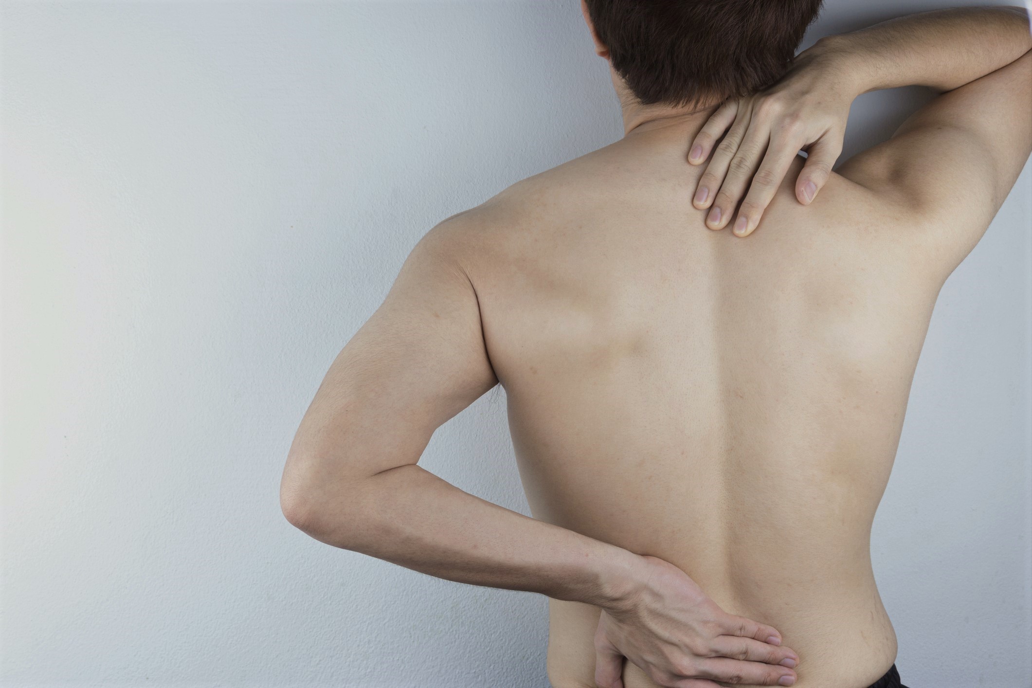筋肉 背中 イラスト図解「背中まわりの構造」／骨、椎間板、筋肉、靭帯、関節、神経
