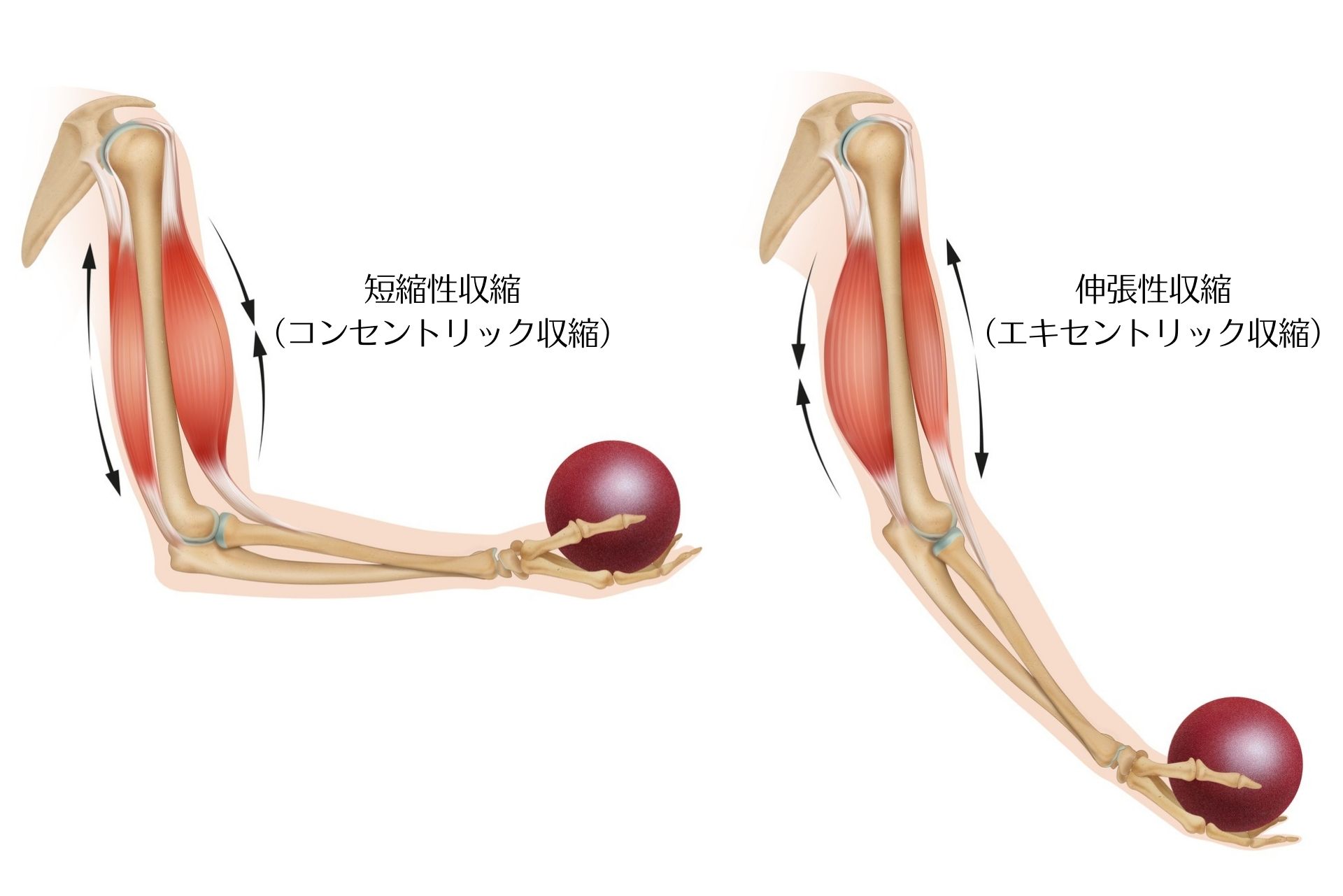 筋肉はなぜ必要 どんな働きをしているの 筋トレ初心者が覚えておきたい基礎知識 健康 スポーツ Melos