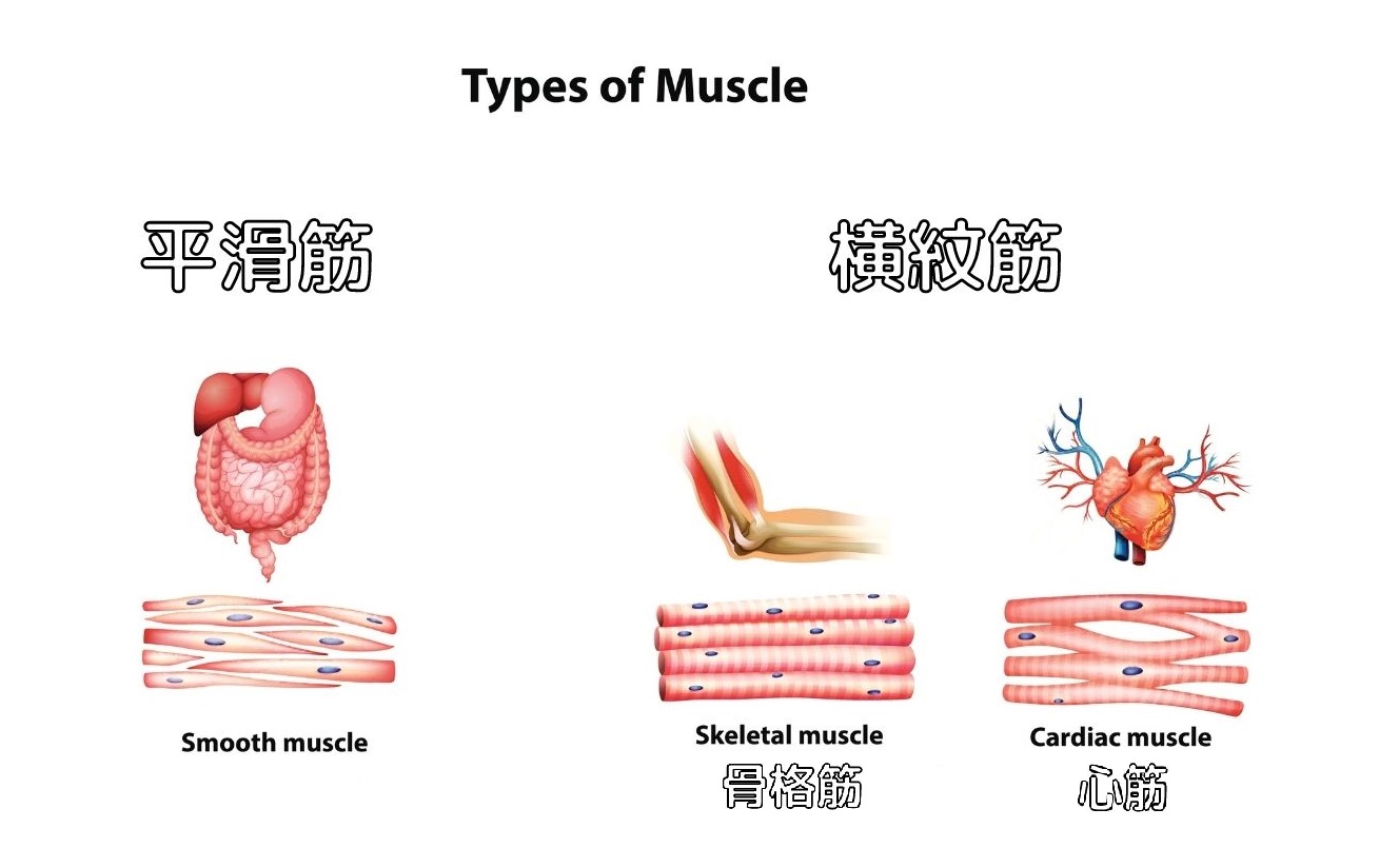 筋肉の種類と働きを知れば 筋トレやストレッチはもっと効果的になる 健康 スポーツ Melos