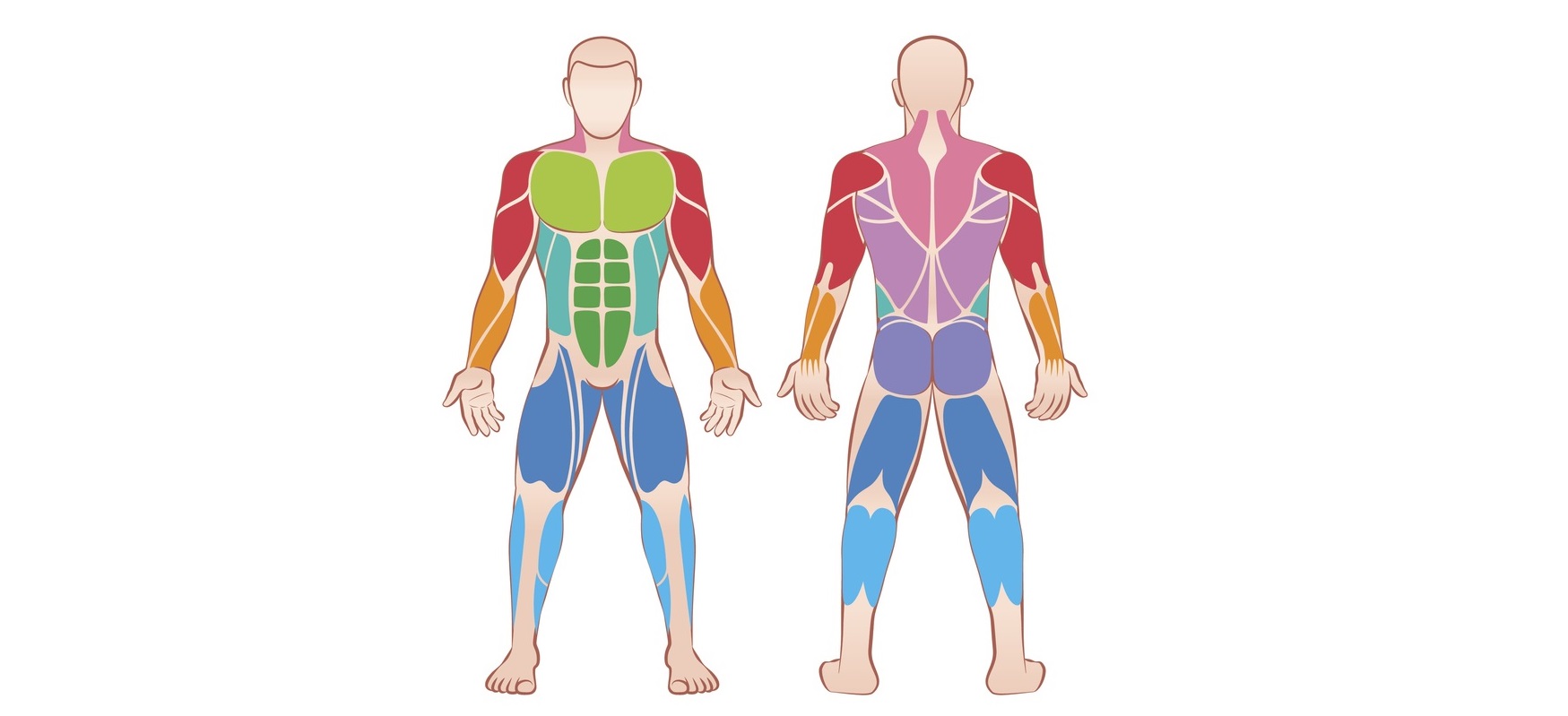 体幹トレーニング プランク のダイエット効果を探る 毎日やれば痩せる 時間の目安とやり方のコツ トレーニング スポーツ Melos