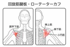 肩関節のインナーマッスル「ローテーターカフ」とは。役割と鍛え方