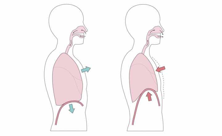 腹式呼吸がうまくできない原因と練習方法をヨガ専門家が解説