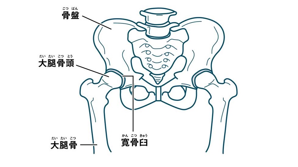 寝ながらできる 股関節ストレッチ オススメ4選 股関節まわりの可動域を広げるメリットとは