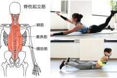 背中の筋トレ｜脊柱起立筋（腸肋筋・最長筋・棘筋）を鍛えるダンベル＆自重トレーニング