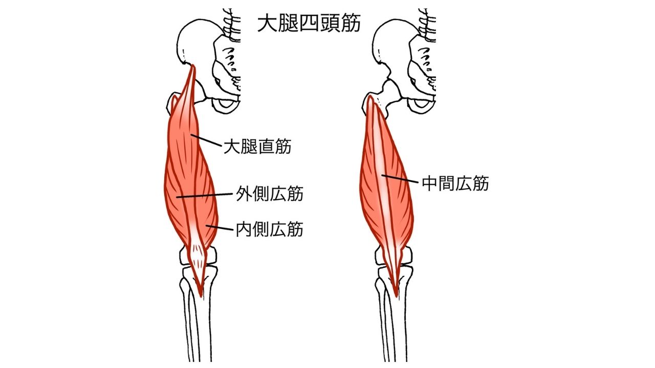 太ももの前側の筋肉 大腿四頭筋 の鍛え方 おすすめ筋トレメニューと効果を高めるポイント トレーニング スポーツ Melos