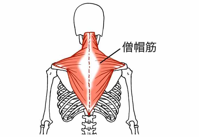 肩の筋肉「僧帽筋」上部・中部・下部を鍛える筋トレ6選｜首を太くする、肩を大きくする トレーニング×スポーツ『melos』