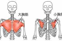 筋トレ初心者向け「上半身」の筋肉解説│大胸筋、三角筋、広背筋、僧帽筋、脊柱起立筋はどこを指す？