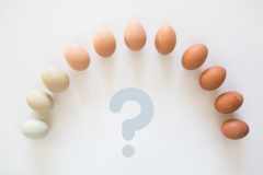 完全栄養食「卵」に足りない栄養素とは。補うべきはこの2つ