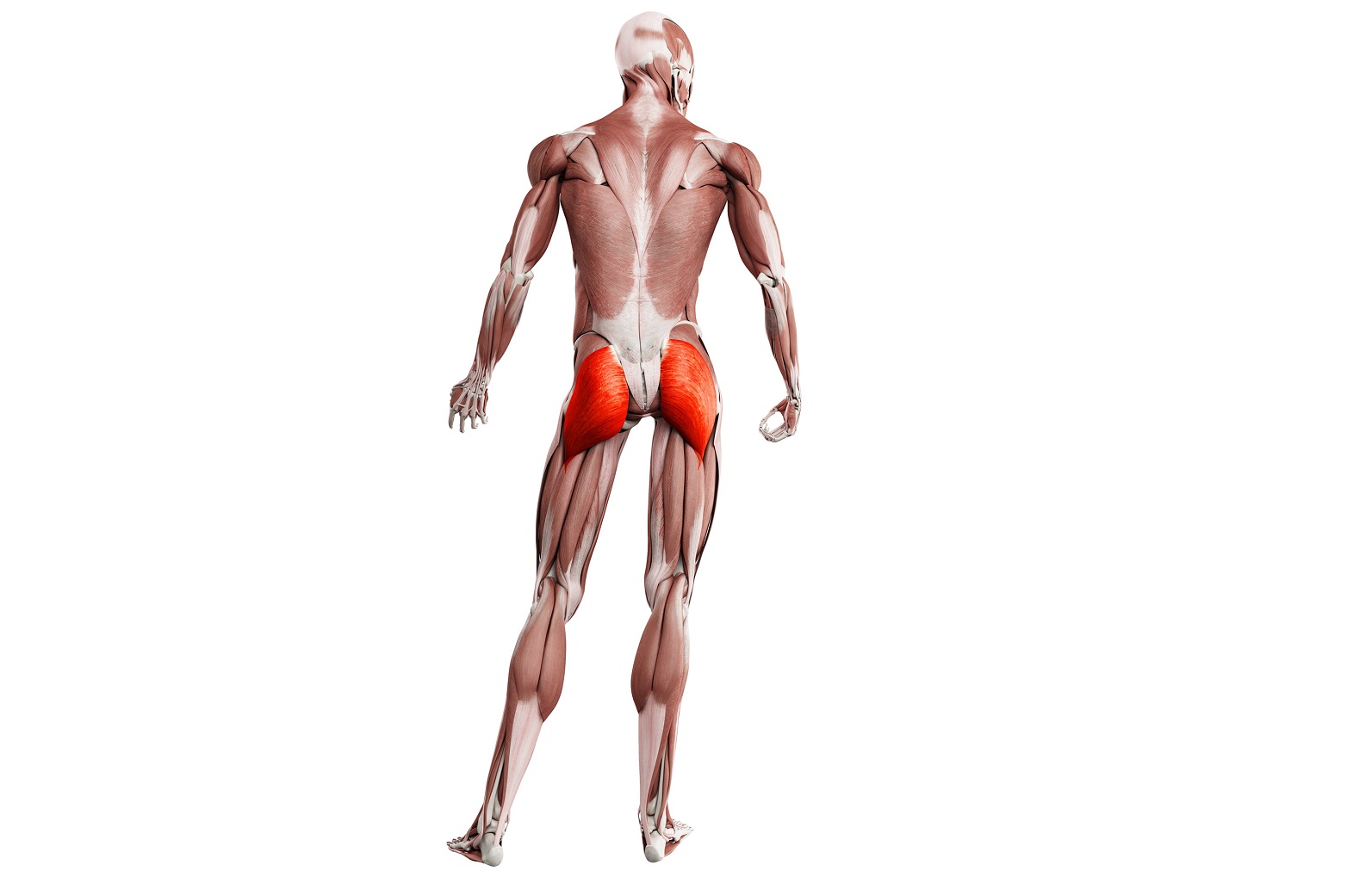 お尻の筋肉を鍛えるメリットと ヒップアップに効く筋トレ ストレッチ トレーニング スポーツ Melos