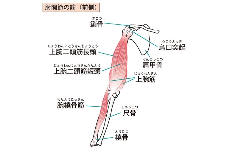 腕の筋肉を解説！名前や鍛え方│上腕二頭筋・上腕三頭筋・腸腰筋など | 健康 ×スポーツ『MELOS』