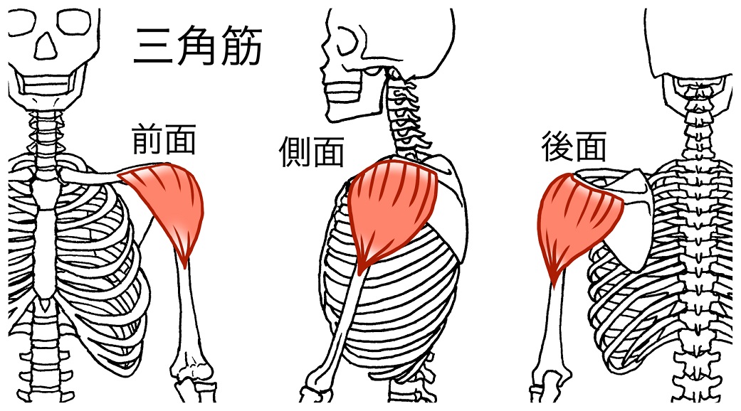 肩トレ】肩の筋肉「三角筋」を鍛えるダンベル筋トレ（前部・中部・後部別） | トレーニング×スポーツ『MELOS』
