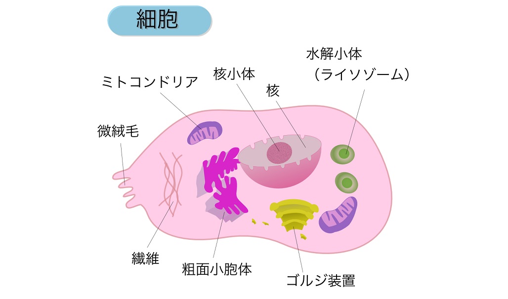 「乳酸」は疲労物質？たまると疲れや筋肉痛の原因になるってホント？ | 健康×スポーツ『MELOS』