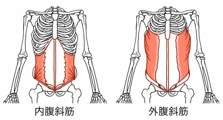 腹斜筋の筋トレ|外腹斜筋&内腹斜筋を鍛える腹筋トレーニング | トレーニング×スポーツ『MELOS』