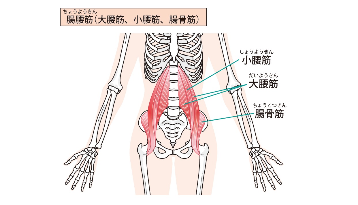 腸腰筋の筋肉部位の画像