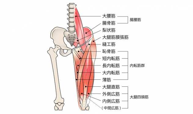 股関節を柔らかくする方法｜股関節の筋肉ってどこ？ほぐすストレッチは？ | トレーニング×スポーツ『MELOS』