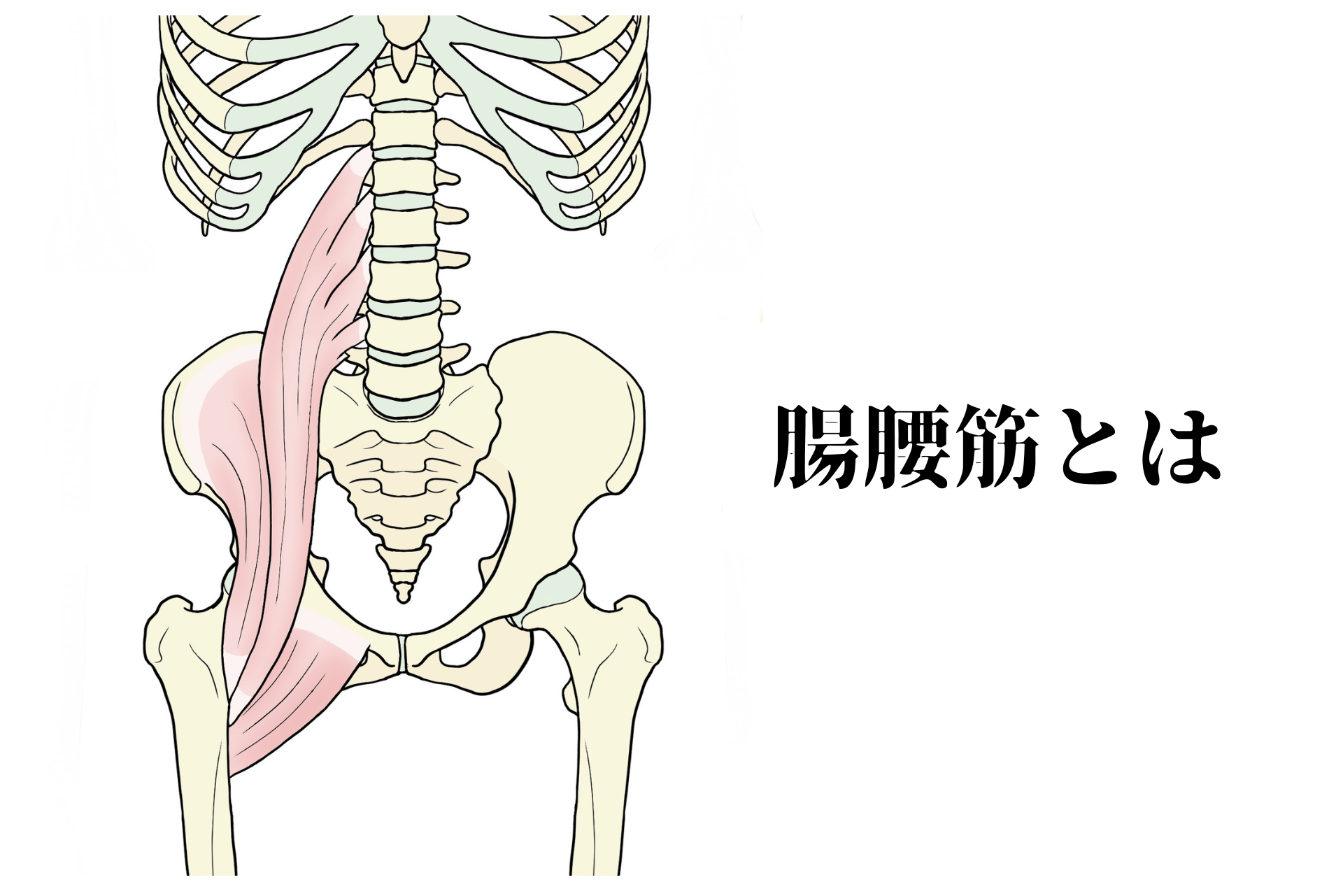 腸腰筋記事の表紙画像