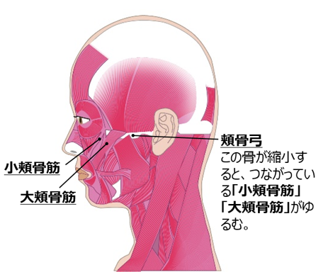 顔の筋肉