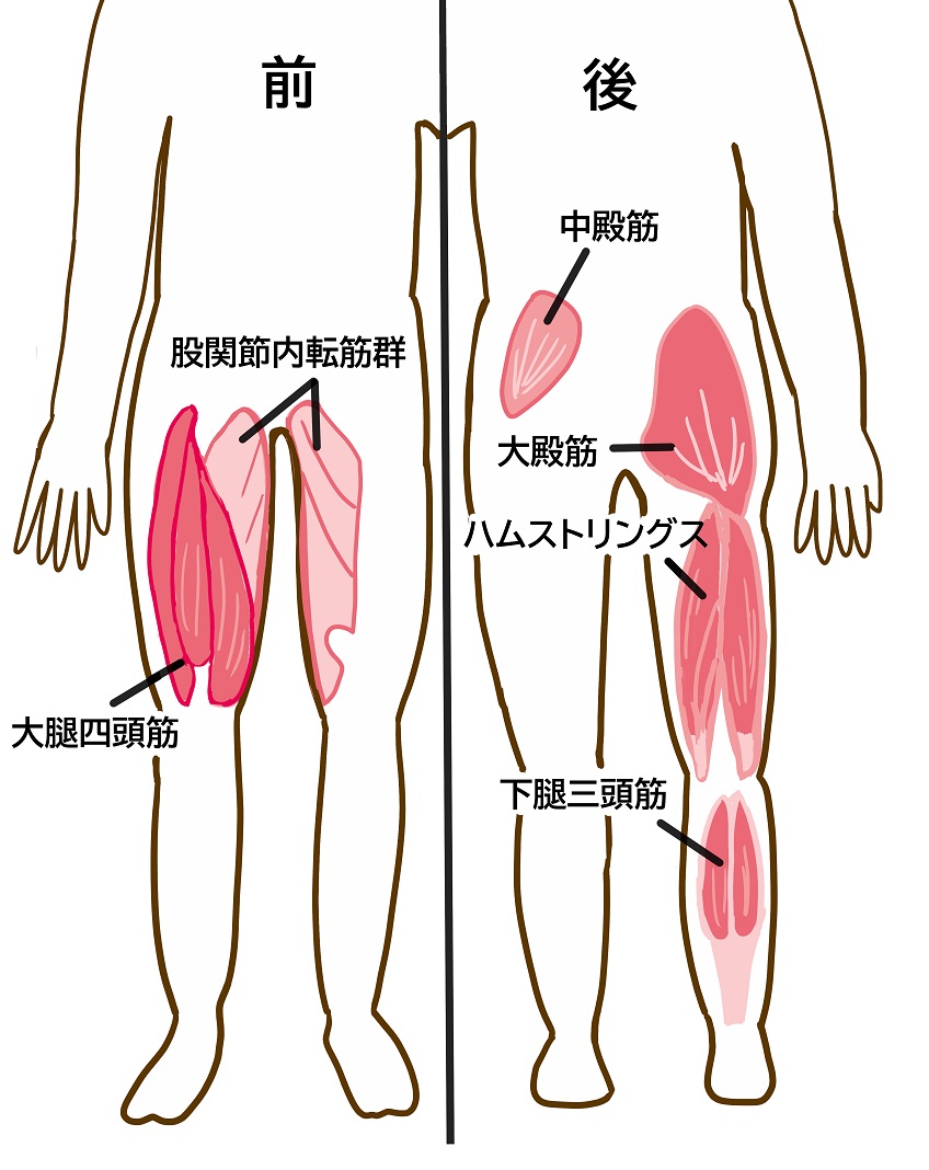 下半身の筋肉