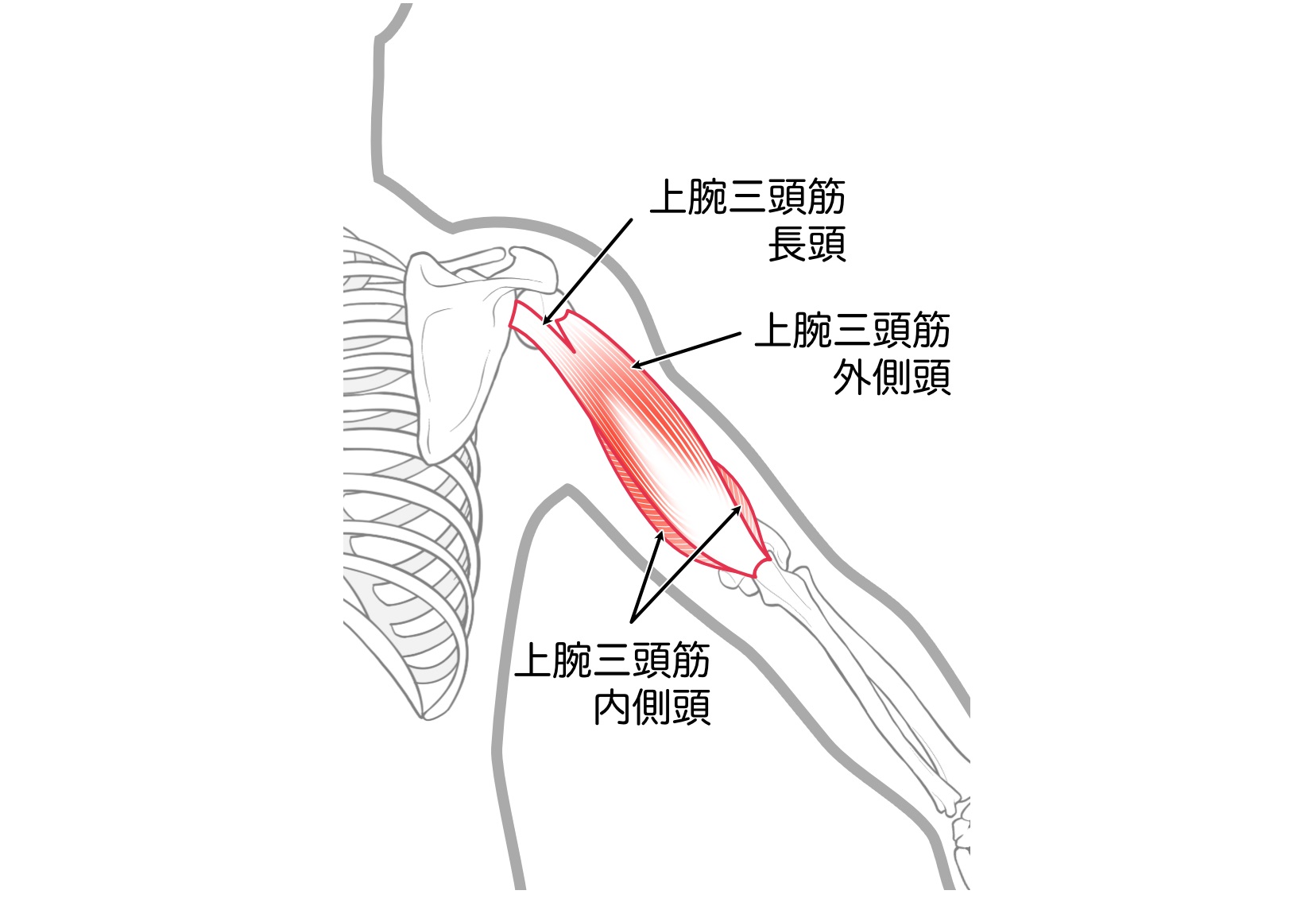 上腕三頭筋の最強筋トレTOP3と、筋肉を追い込む鍛え方[トレーナー監修] トレーニング ×スポーツ『MELOS』