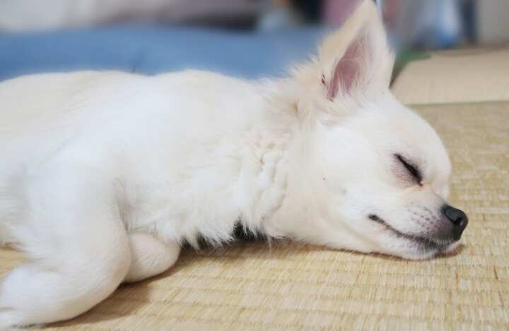 眠い犬