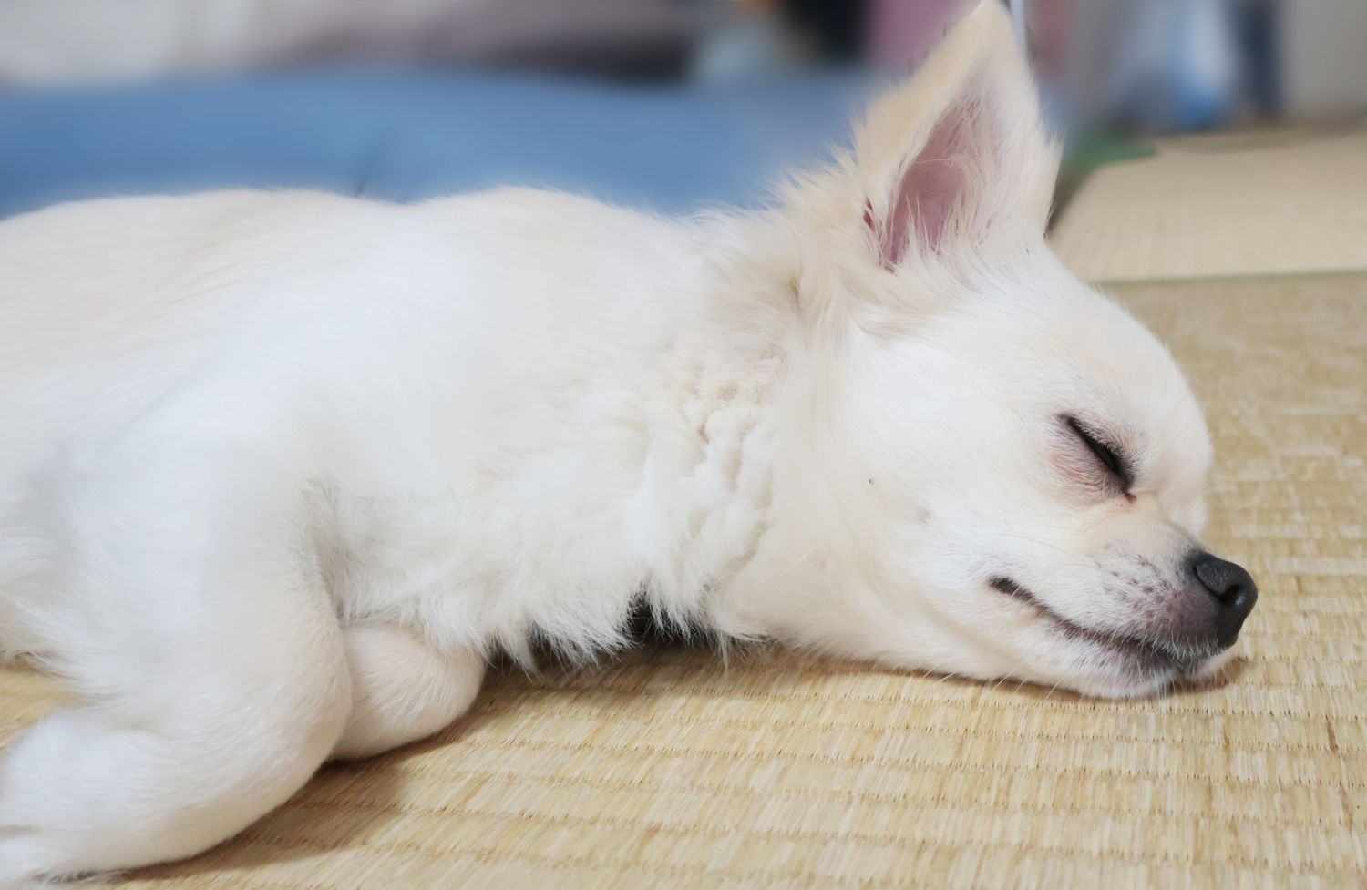 眠い犬