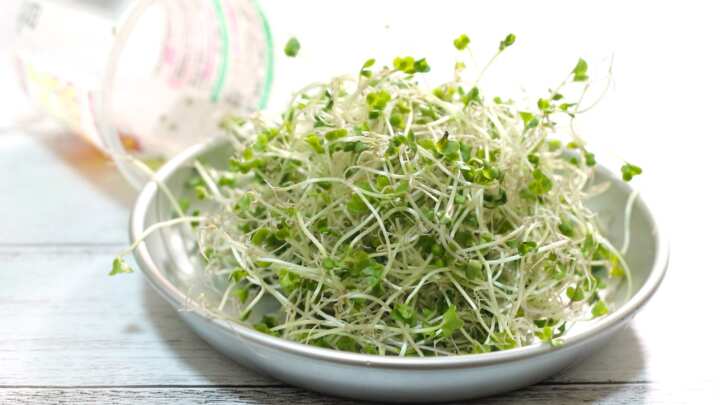 ブロッコリースプラウト