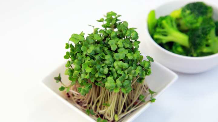 ブロッコリースプラウト